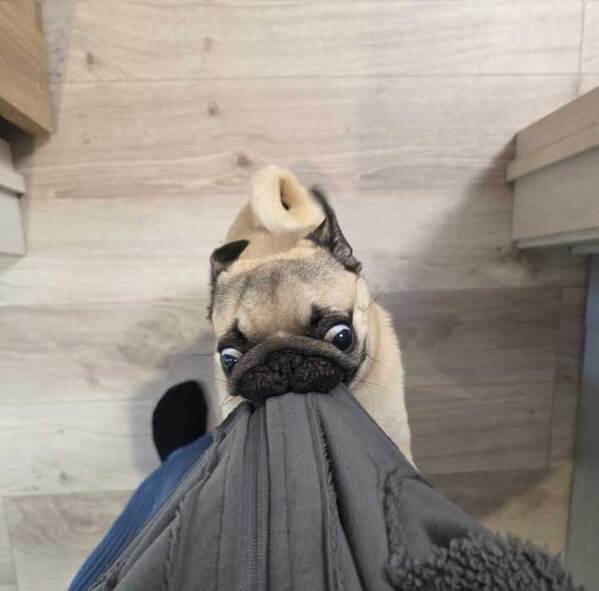 「それ、やめれる？（笑）」　飼い主の切実な『願い』に「ごめん笑った」「二度見したわ」