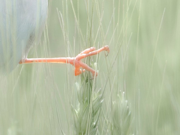 スズメよりも小さな野鳥　その様子に「笑っちゃった」「余裕そうでかわいい」
