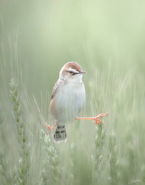 スズメよりも小さな野鳥　その様子に「笑っちゃった」「余裕そうでかわいい」