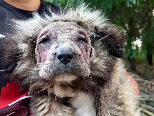 虐待されてボロボロだった子犬　現在の姿に「幼虫から美しい蝶になった」