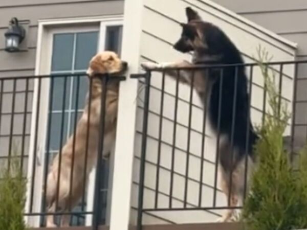 「壁をどかして！」「警察を呼ぶ」　ベランダにいる２匹の犬　次の瞬間…？