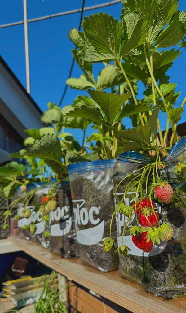 『ジップロック』でイチゴの栽培を開始、約３か月後…「す、すげえ」「驚いた」
