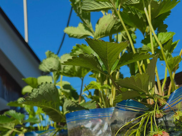 『ジップロック』でイチゴの栽培を開始、約３か月後…「す、すげえ」「驚いた」