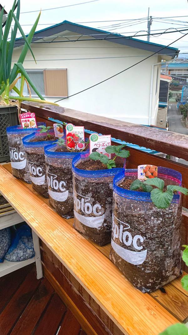 『ジップロック』でイチゴの栽培を開始、約３か月後…「す、すげえ」「驚いた」
