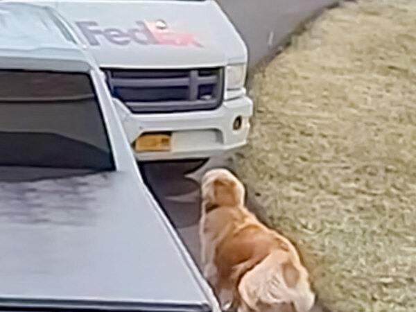 『ゴールデンレトリバーが番犬になれない理由』に、２９０万人が納得