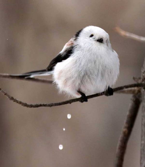 トイレ中のシマエナガ　ふんばる表情に「かわいい」「そんな顔も好き」