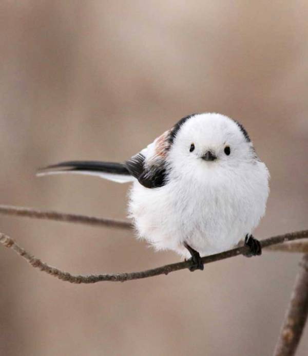 トイレ中のシマエナガ　ふんばる表情に「かわいい」「そんな顔も好き」