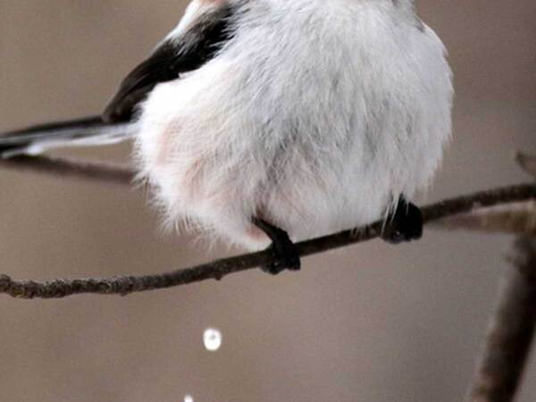 トイレ中のシマエナガ　ふんばる表情に「かわいい」「そんな顔も好き」