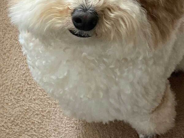 飼い主「なんか角ばってない？」　愛犬のイメチェンに「声出して笑った」