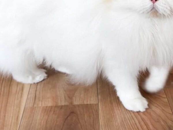 怖がって逃げる犬　すると『兄』が…「素晴らしい兄弟」「優しすぎる」