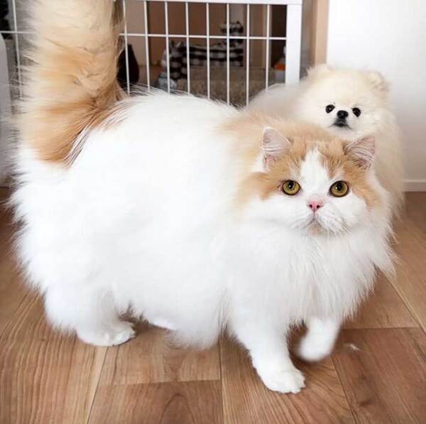 怖がって逃げる犬　すると『兄』が…「素晴らしい兄弟」「優しすぎる」