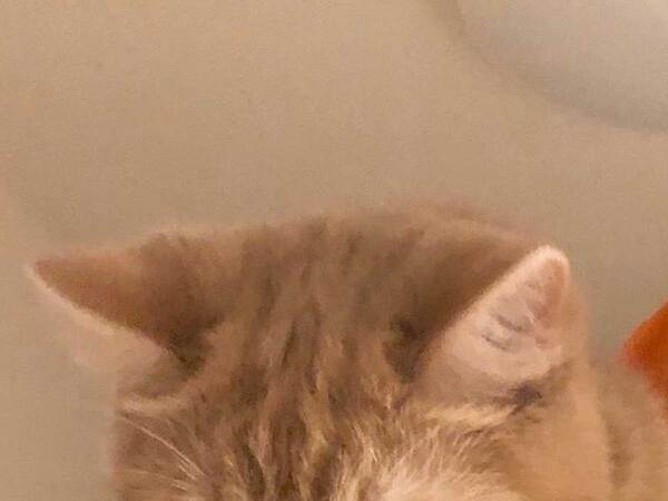 「かわいい顔をして…」　大胆な行動に出る猫に「野性味を感じる」「ワイルドな子だ」