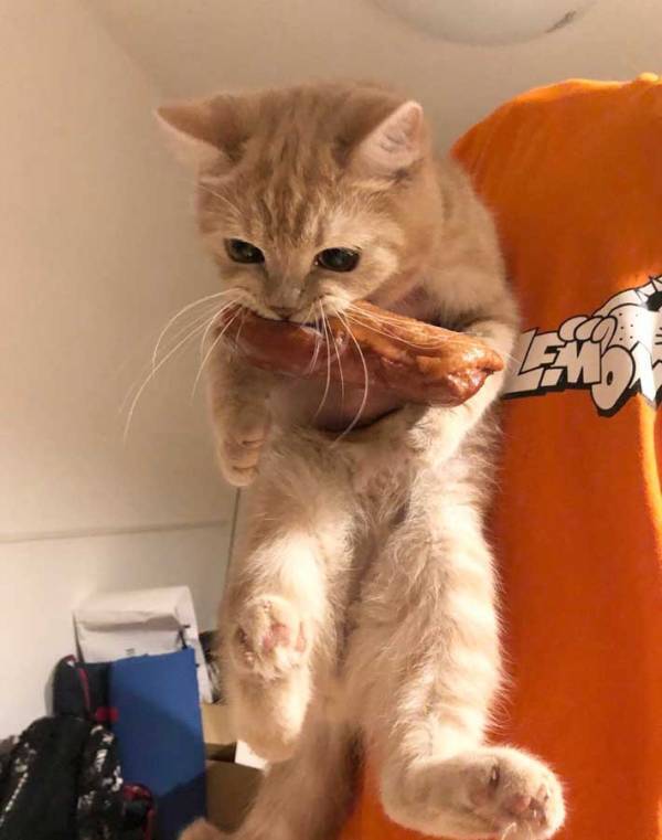 「かわいい顔をして…」　大胆な行動に出る猫に「野性味を感じる」「ワイルドな子だ」