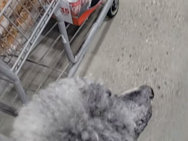 「正式に会員になりました！」　コストコに称賛の声が上がったワケは？