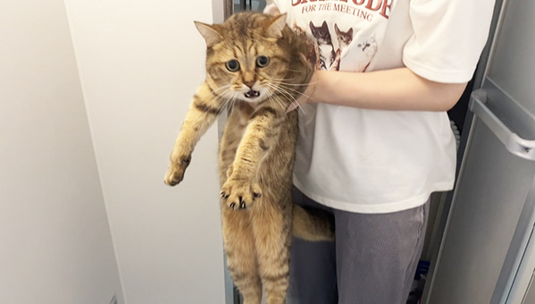 飼い主「おやつだよー（嘘）」　騙された猫が？「ごめん爆笑した」「顔芸が秀逸」