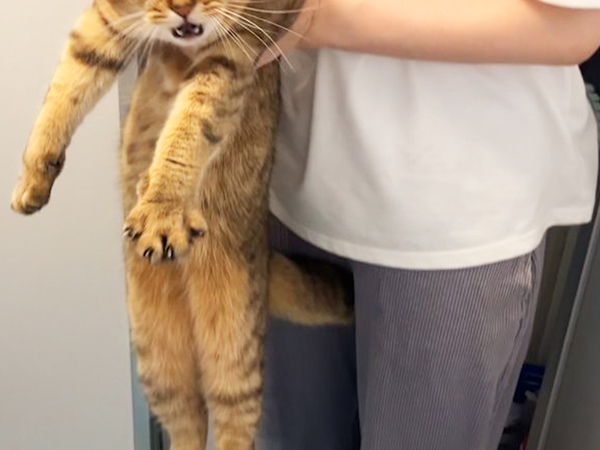 飼い主「おやつだよー（嘘）」　騙された猫が？「ごめん爆笑した」「顔芸が秀逸」