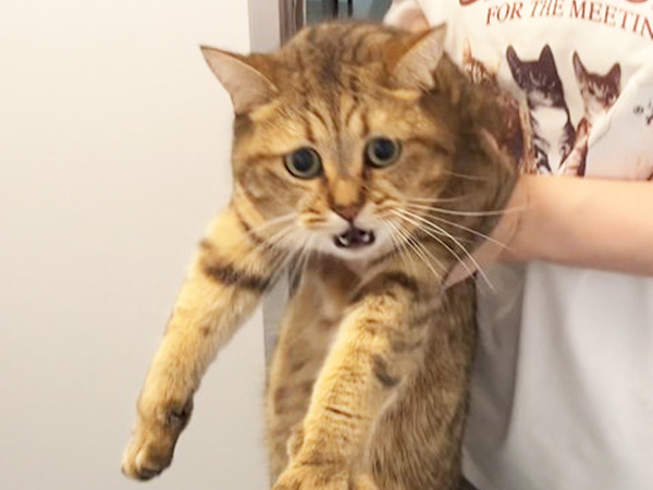 飼い主「おやつだよー（嘘）」　騙された猫が？「ごめん爆笑した」「顔芸が秀逸」