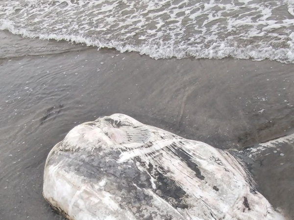 海岸に打ち上げられていたのは…　衝撃の光景に「初めて見ました！」