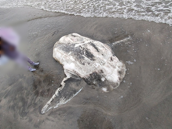 海岸に打ち上げられていたのは…　衝撃の光景に「初めて見ました！」