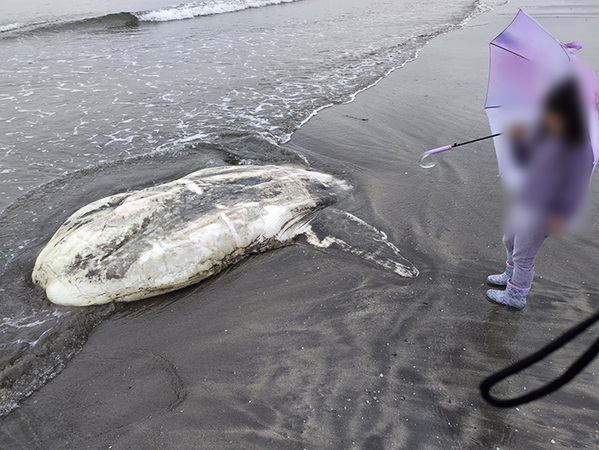 海岸に打ち上げられていたのは…　衝撃の光景に「初めて見ました！」