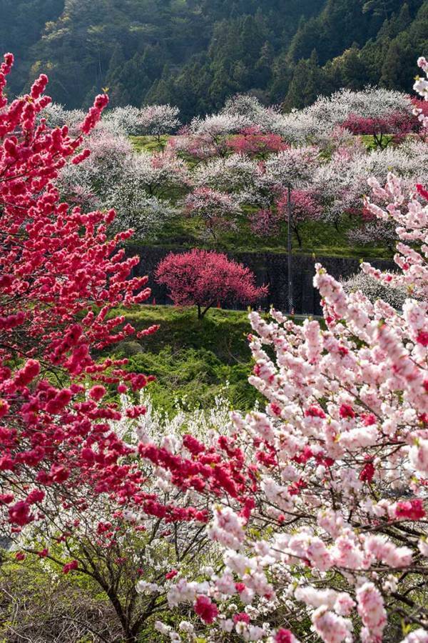 現世とは思えない…　『花桃』の光景に「まさに桃源郷」