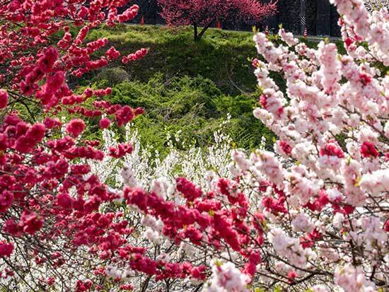 現世とは思えない…　『花桃』の光景に「まさに桃源郷」