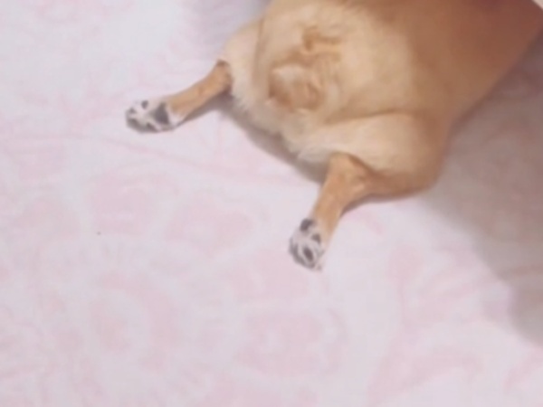 『かくれんぼ』で鬼になった母親　娘と犬を探しに行くと…？「爆笑した」