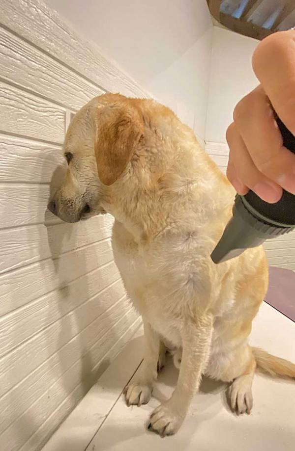 ドッグラン帰りの犬が、横を向いて？　まさかの反応に「かわいすぎる」