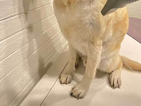 ドッグラン帰りの犬が、横を向いて？　まさかの反応に「かわいすぎる」