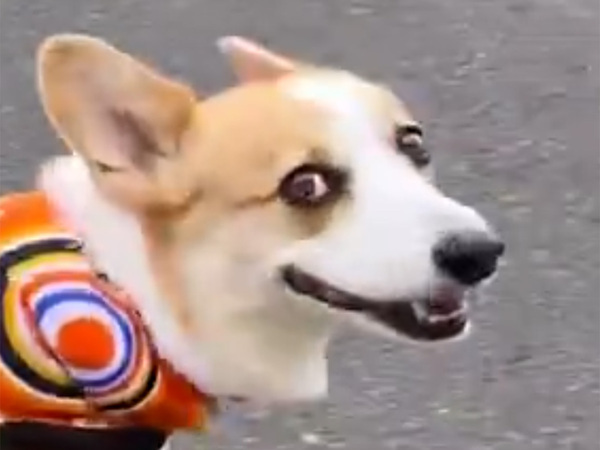 飼い主が作った服に『５万人』が注目　全身を見ると…「コーギーに似合いすぎ」