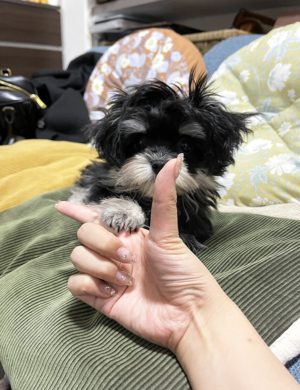 『アゴ』の指示を出された子犬　とった行動が？「違う、そうじゃない」「はい１００点」