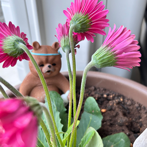 「クセ大暴走しているクマが出没」　義母の粋な計らいに６万人が感動！