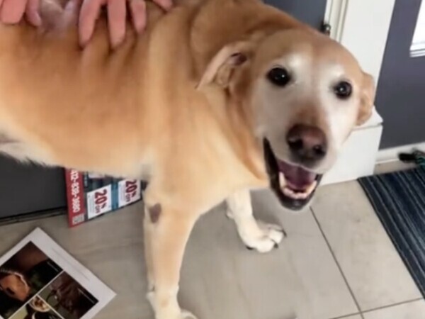 「魔法の手だ」　玄関ドアの前に立つ犬　すると『背後』から出てきたのは？