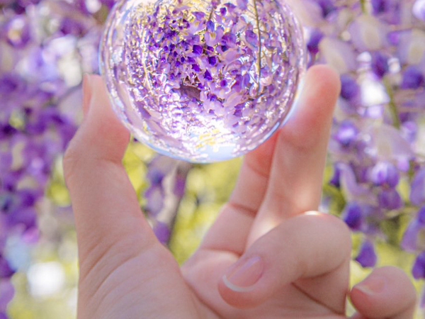 藤の花の中で『水晶玉』を持った女性　写った景色に「信じられない」「なんて素敵なんだ…」