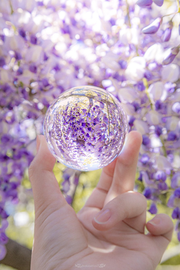 藤の花の中で『水晶玉』を持った女性　写った景色に「信じられない」「なんて素敵なんだ…」