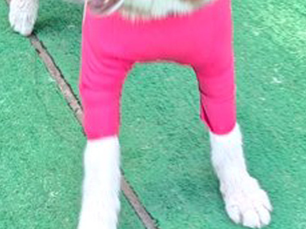 ５匹のハスキーをよく見ると？　その姿に「完全に一致」「ダメだこりゃ」