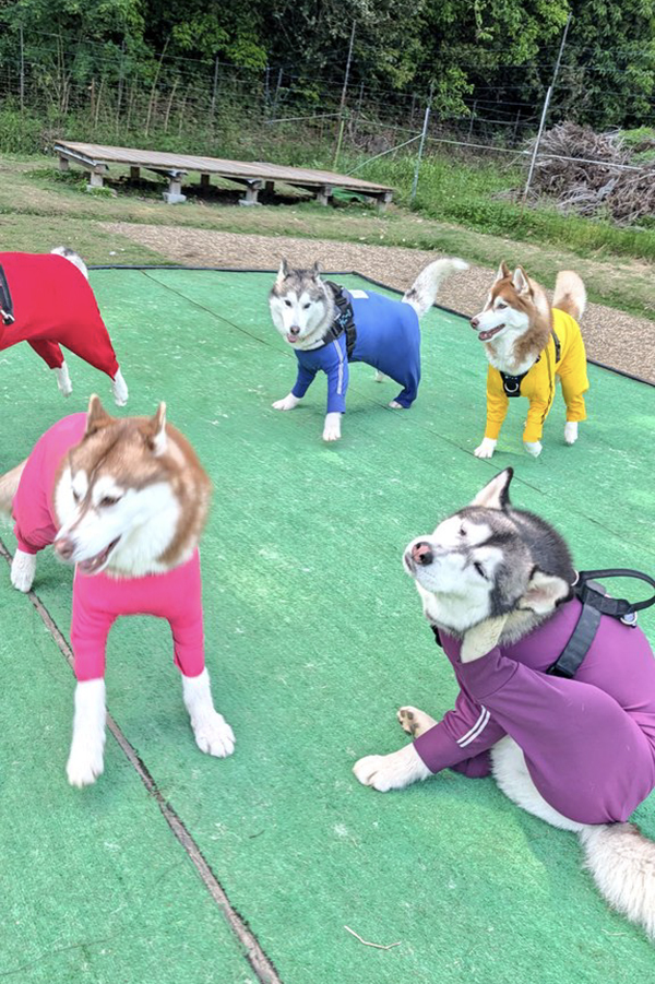 ５匹のハスキーをよく見ると？　その姿に「完全に一致」「ダメだこりゃ」