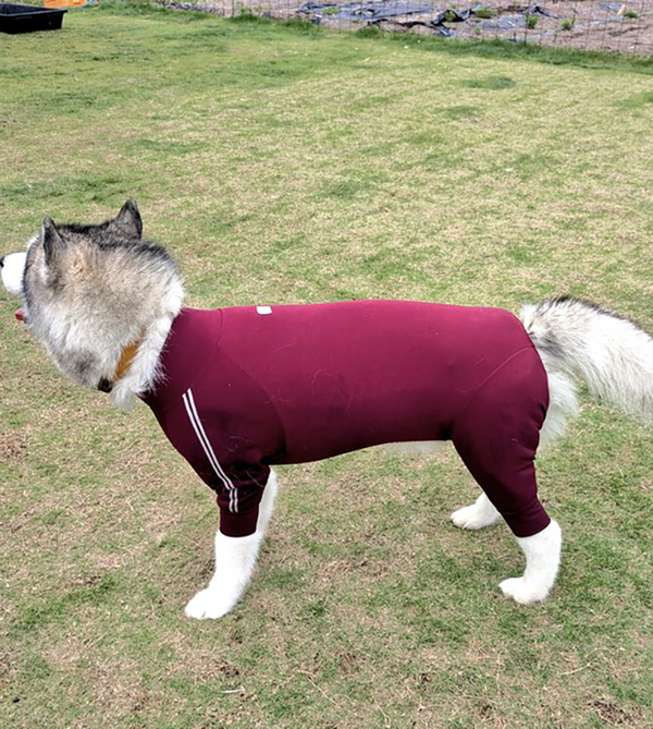 ５匹のハスキーをよく見ると？　その姿に「完全に一致」「ダメだこりゃ」