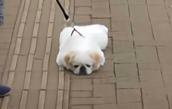 「『自転車マダム』に笑われました」　表情に「これは笑う」「二度見不可避」