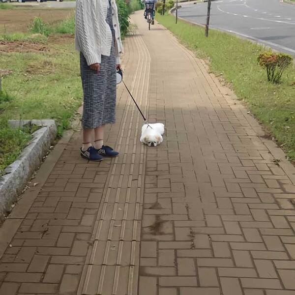「『自転車マダム』に笑われました」　表情に「これは笑う」「二度見不可避」