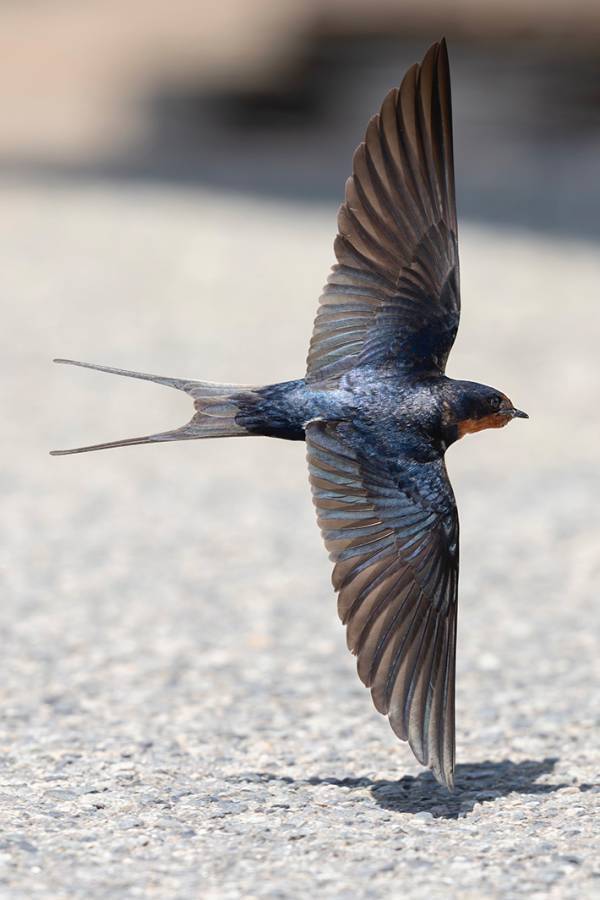 ツバメのこんな姿、見たことない！　撮影された『奇跡の瞬間』に「思わず声出た」