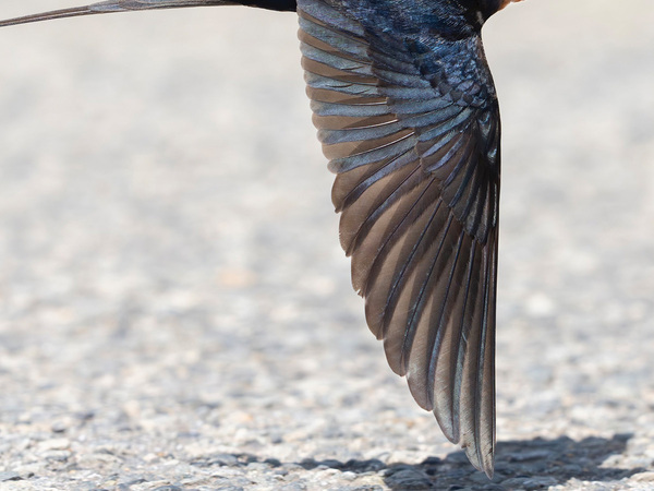 ツバメのこんな姿、見たことない！　撮影された『奇跡の瞬間』に「思わず声出た」