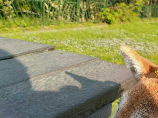 知らない子供から「かぶってみて」といわれた柴犬　写真に「心がポカポカする」