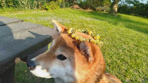知らない子供から「かぶってみて」といわれた柴犬　写真に「心がポカポカする」