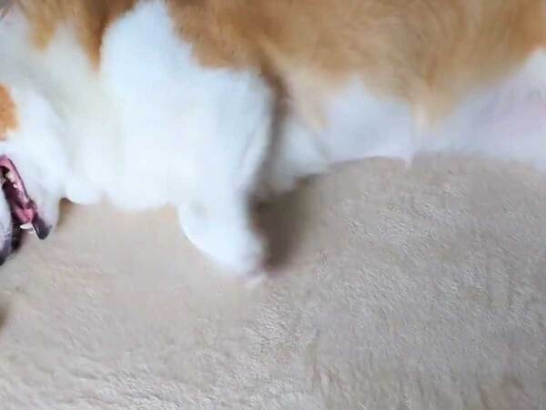 飼い主「一生、取れないと思う…」　コーギーの行動に「爆笑！」「取る気あるのか？」