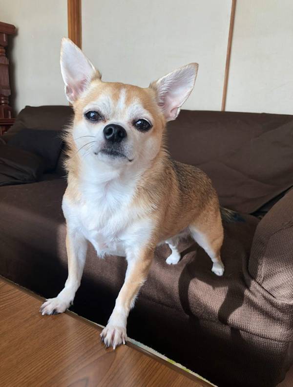 散歩中の愛犬に、通りすがりの小学生が？　放ったひと言に飼い主ツッコミ！