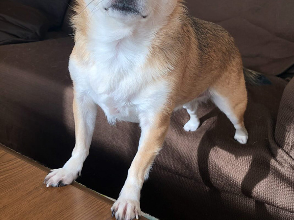 散歩中の愛犬に、通りすがりの小学生が？　放ったひと言に飼い主ツッコミ！