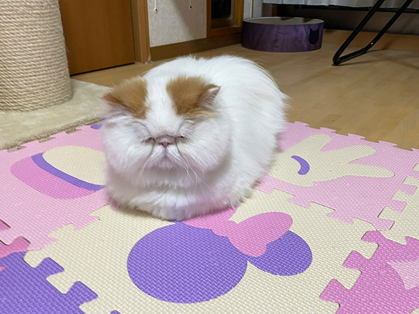 香箱座りをする２歳の猫　年齢を疑うワケに「思わず笑顔になった」「最高」