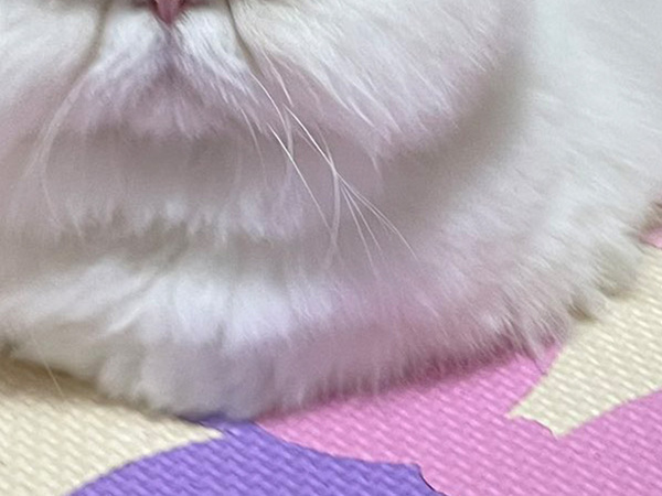 香箱座りをする２歳の猫　年齢を疑うワケに「思わず笑顔になった」「最高」