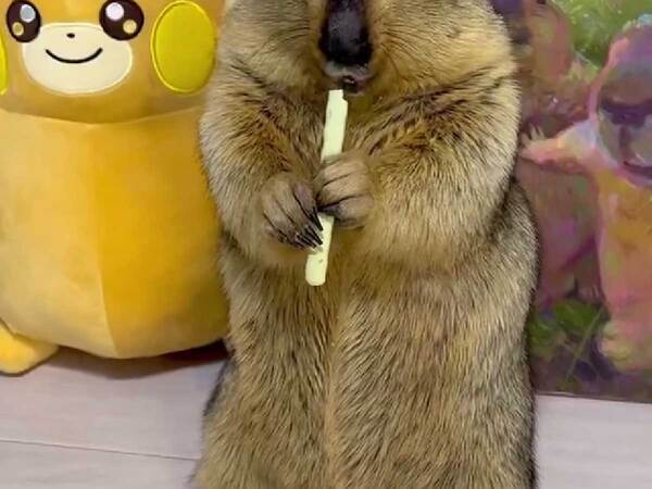 「声出して笑った」「思考停止してる」　野菜が美味すぎたペットが？